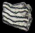 Polished Mammoth Molar Section - North Sea Deposits #44109-1